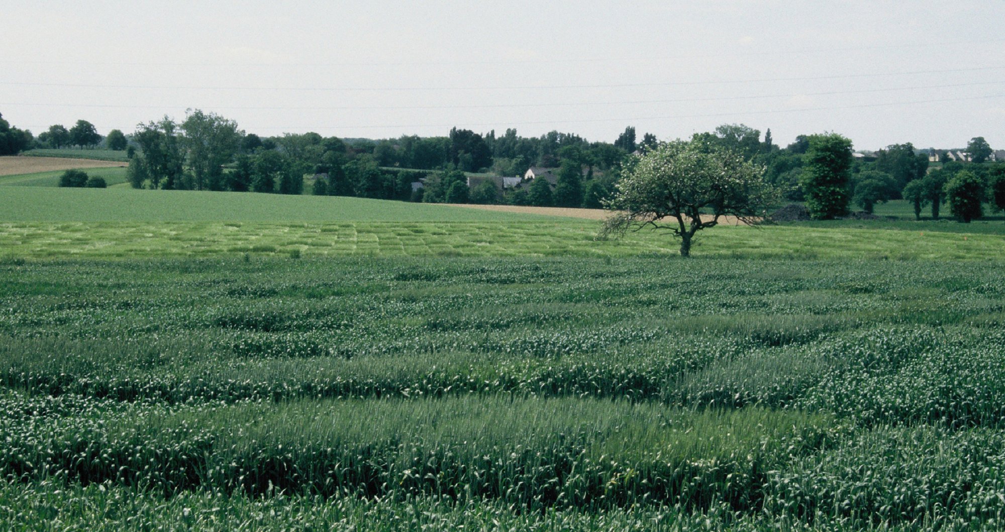 Bandeau AgroDiv