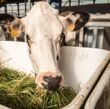 Ration vache_BERTRAND Nicolas_INRAE.jpg