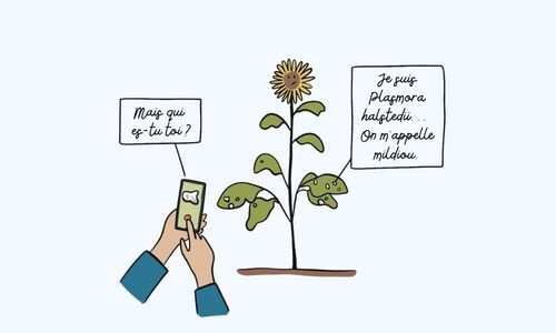 Article PlantNet Fonctionnalité maladies_Vignette Article PlantNet Fonctionnalité maladies_Vignette